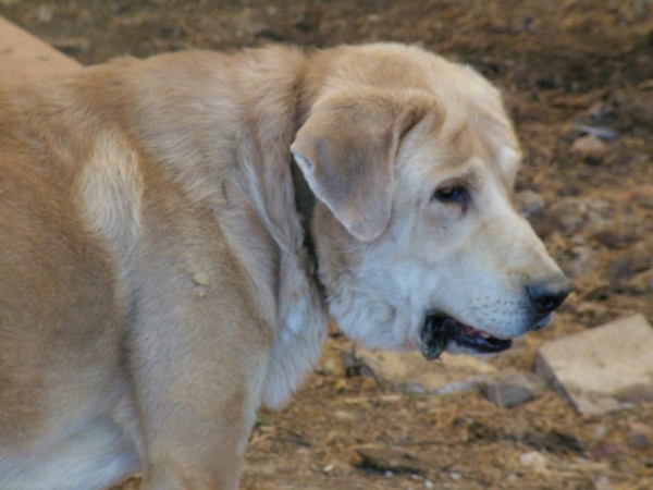 Bartolo
Bartolo, mastin leones de 4 años y medio. Desconozco los padres. 
Fabulosa estampa ( 91 cm hasta la cruz ) y gran cabeza.
Keywords: bartolo mastin perro conde extremeÃ±o leones leon caceres bartolo