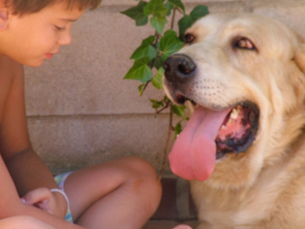 Bartolo
Bartolo, mastin leones de 4 años y medio. Desconozco los padres. 
Fabulosa estampa ( 91 cm hasta la cruz ) y gran cabeza.
Keywords: kids bartolo mastin perro extremeÃ±o leones leon caceres