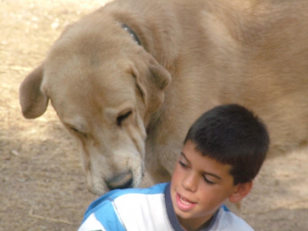 Bartolo
Bartolo, mastin leones de 4 años y medio. Desconozco los padres. 
Fabulosa estampa ( 91 cm hasta la cruz ) y gran cabeza.
Keywords: kids bartolo mastin perro extremeÃ±o leones leon caceres