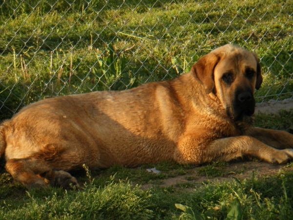 TRUBIA DE GUSTAMORES
Trubia de Gustamores hija de Cain Montaña de León y Retama Montaña de León con 9 meses.
