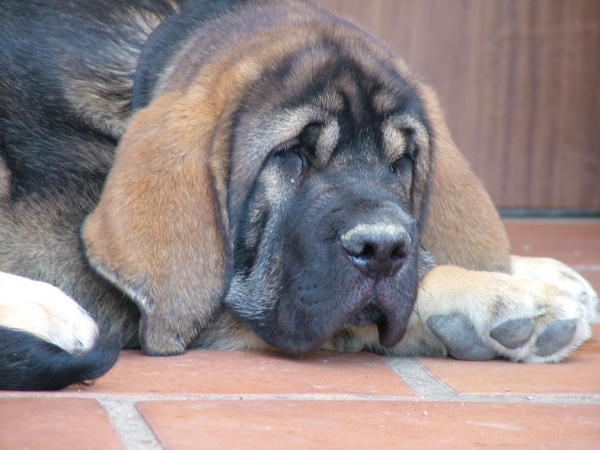 ULISES ( 3 meses y 9 días)
Egipcio de Montes del Pardo X Venus de Montes del Pardo
Keywords: conde