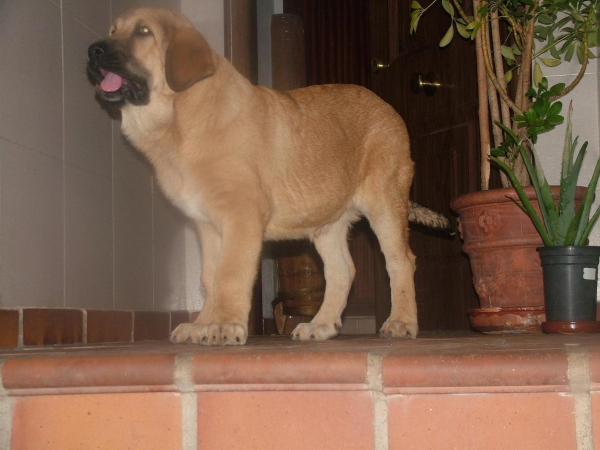 RONALDO de BABIA ( Carena de Babia x Valerón de Babia)
Abuelos ( CH. Concha de Babia x Ron de Babia)
Keywords: conde