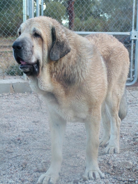 PLUTON de ALEXPAR ( Moroco de Fuentemimbre x Melga de Galisancho)
Abuelos: CH. Mundial 2001- ULISES E ABLANERA x Ch. Mundial 2003 - MARGARITA DE TRASHUMANCIA)
Keywords: conde