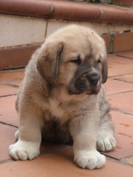 BRUTUS - male (42 dias)
BARTOLA DE MONTES DEL PARDO(Komombo de Montes del Pardo X Esperanza de Montes de pardo) x PLUTÓN DE ALEXPAR(Moroco de Fuentemimbre x Melga de Galisancho)



