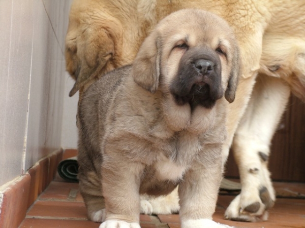 MEJORANA - female (42 días)
BARTOLA DE MONTES DEL PARDO(Komombo de Montes del Pardo X Esperanza de Montes de pardo) x PLUTÓN DE ALEXPAR(Moroco de Fuentemimbre x Melga de Galisancho)
Keywords: alexpar