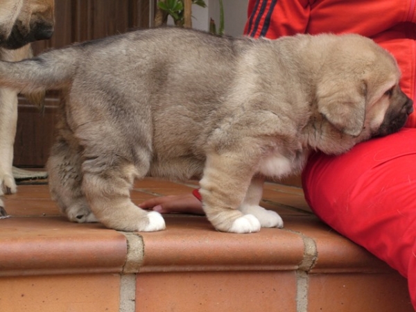 MEJORANA, female (42 días)
BARTOLA DE MONTES DEL PARDO(Komombo de Montes del Pardo X Esperanza de Montes de pardo) x PLUTÓN DE ALEXPAR(Moroco de Fuentemimbre x Melga de Galisancho)
