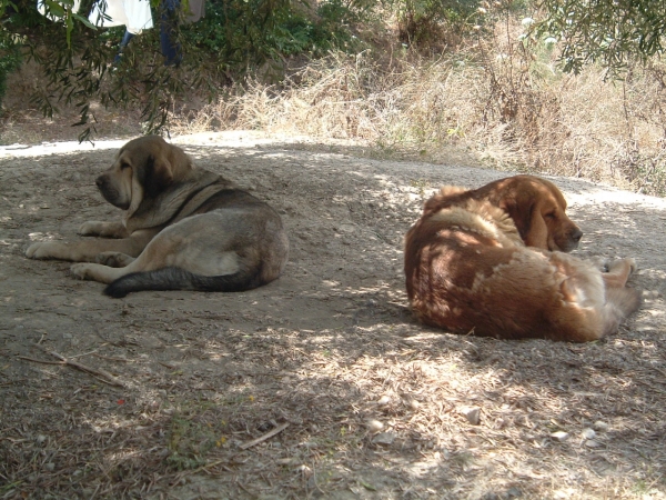 Watson y Osito
