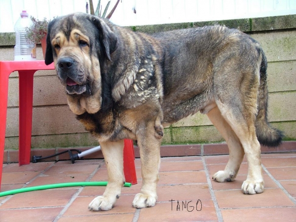 Tango (Los Zumbos ? ) 4,5 años
Macho de gran tamaño 86 cm y cvasi 100 kg. 
Keywords: conde