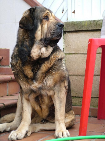 Tango (Los Zumbos)
Macho de 4,5 años, de gran tamaño de 86 cm a la cruz y casi 100 kg. 
Keywords: conde