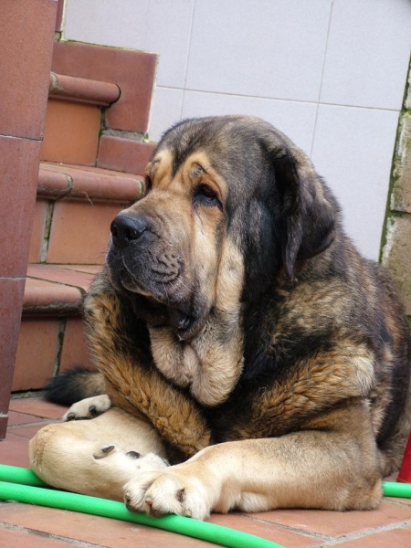 Tango (Los Zumbos ? )
Macho de gran tamaño de 86 cm y casi 100 kg.
Keywords: conde