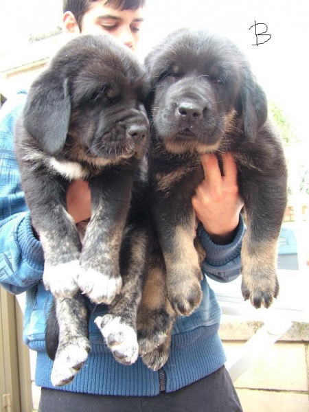 CUJO & ZEUS (35 days)
Bartola de Montes del Pardo x Brivón de Autocan
Keywords: conde