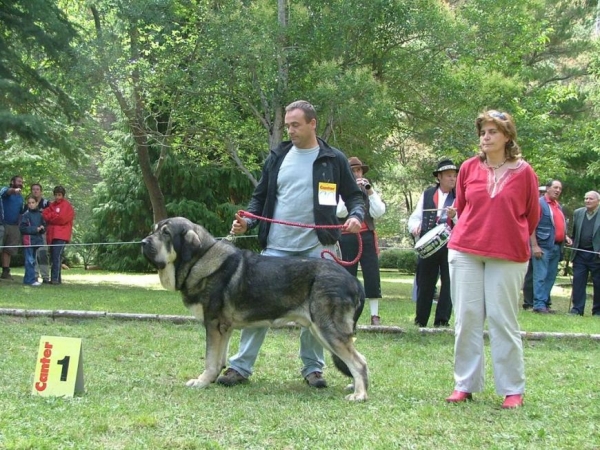 Pollero
(Ch.Ulises de Babia x Serrana) 
Breeder: Moises Oslé
Owner: Tiburcio A. Fernandez 

Keywords: pollero