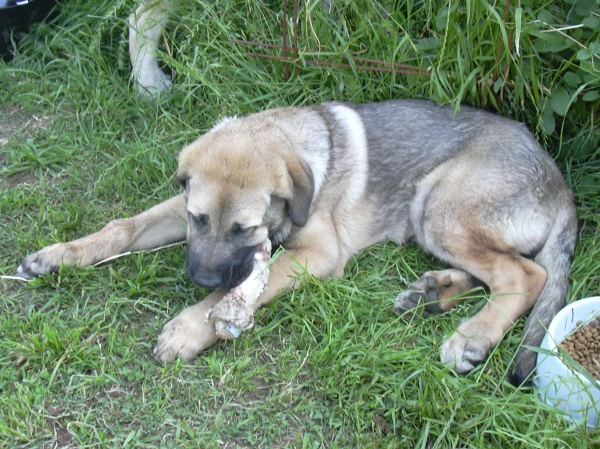 cachorros de basillon
Keywords: basillon puppyspain puppy cachorro