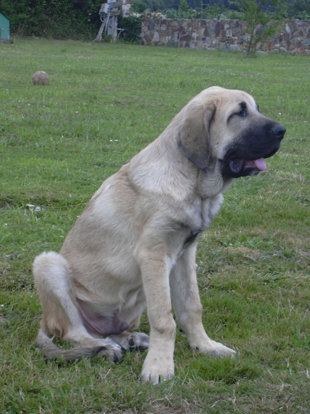 cachorro de basillon
Klíčová slova: basillon puppyspain puppy cachorro