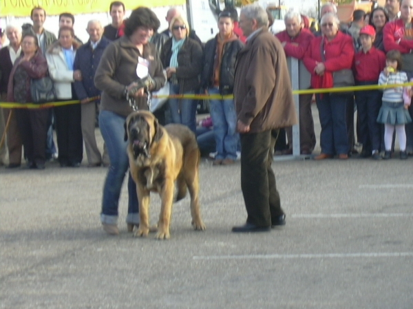 Concurso Mansilla 07
clase cachorro
Keywords: basillon