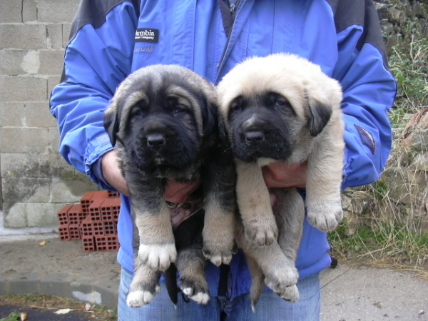 Cachorros de Pecho. Hijos de Atila.
Keywords: pecho atila autocan