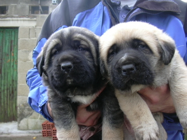 Cachorros de Pecho. Hijos de Atila.
Keywords: pecho atila autocan