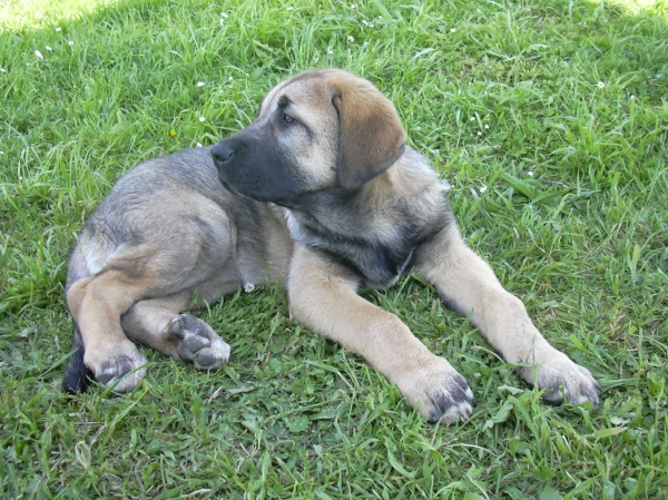 cachorra de basillon
Keywords: basillon puppyspain puppy cachorro