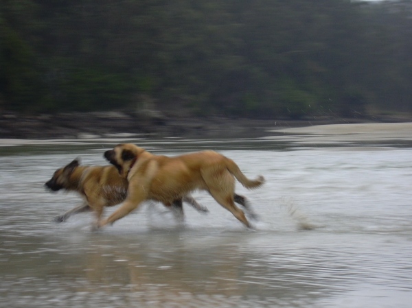 Mastines de Basillon
como cada mañana, en su ejercicio por la  playa
Keywords: basillon water