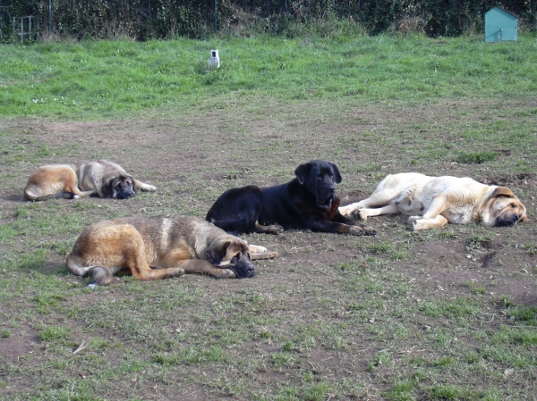 el descanso
Keywords: basillon mastines