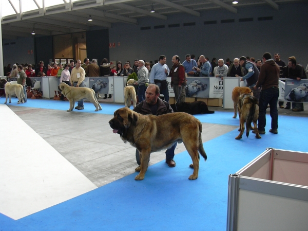 Aníbal de Basillón  - Internacional Valladolid 2008 - Clase jóven macho
Keywords: 2008 basillon