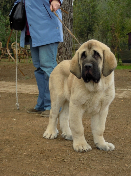 lluc e inca de sarasate  "ortibel'li"
lluc con casi tres meses 
Keywords: puppyspain