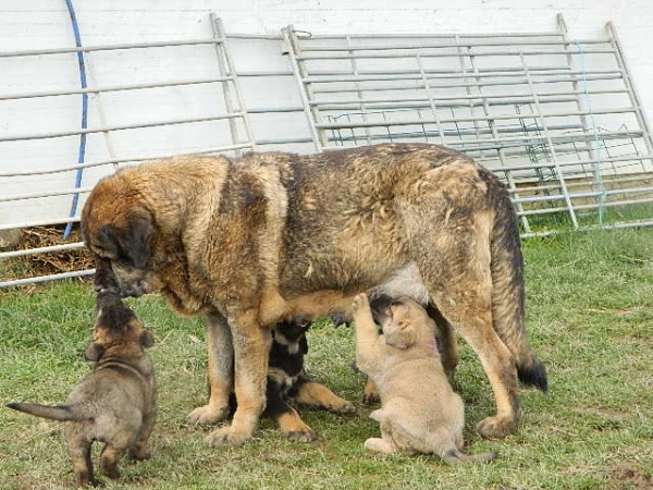 Rula con sus cachorros
