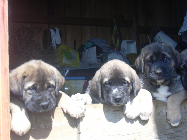 los de basillon
a su mes y doce días
Keywords: basillon cachorros puppy