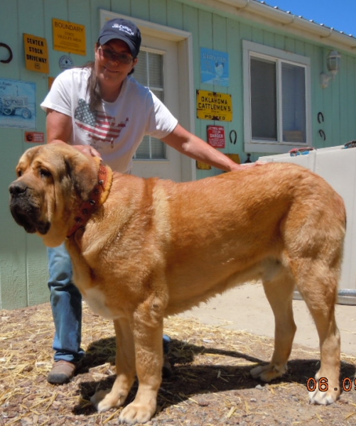 Patron bred by Lourdes Martin of Viejo Paramo Kennel in Spain
Keywords: cincodeseosranch