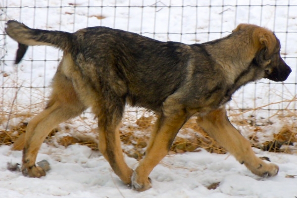 Loba
 Lobedu x Filloxia de Abelgas
Keywords: snow nieve cincodeseosranch