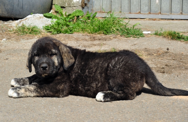 Puppy female from 'Abarrio' - born 25.05.11
Tigre de Ablanera X Braña de Ablanera

Keywords: abarrio