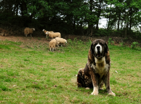 Tigre de Ablanera - father of 'Abarrio' puppies born 25.05.2011
Keywords: abarrio flock