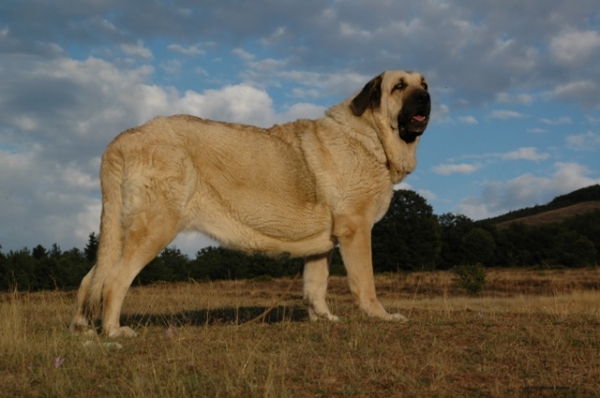 PANTERA DE TROBAJUELO CON 2 AÑOS
