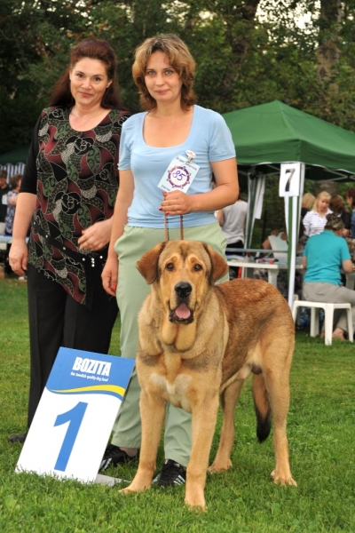 Barbaro de Buxionte 9 months Young Champion of Russia
(Surco de Fuentemimbre x Negrita de Buxionte)
