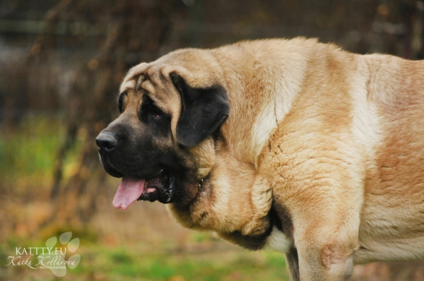 Vigo Mastibe 
Happy del Dharmapuri  X Raya Oscura Mastibe
Born: 02.11.2013

Keywords: mastibe