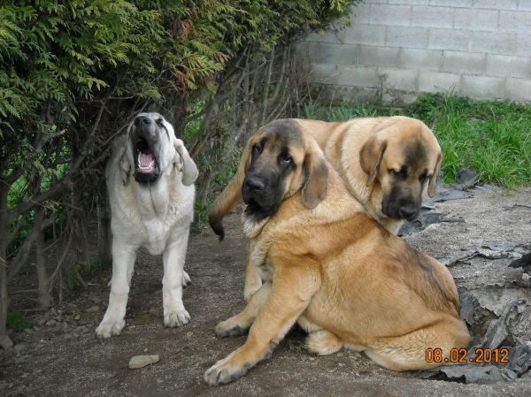 cachorros de Basillón
Bardo de la Salombra / Zeltia de Basillón
Keywords: puppyspain basillon