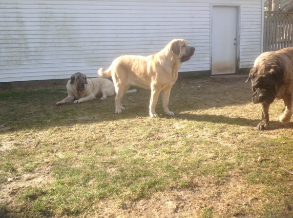 De Niro 4 yrs, Tatyana 17 1/2 months and Brando  8 1/2 years  
Keywords: Pacino, Brando, De Niro, Tatyana USA