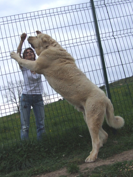 TIBET SALUDANDO
85 CMS A LA CRUZ, 101 KG. DE MASTIN FUNCIONAL
Keywords: tibet