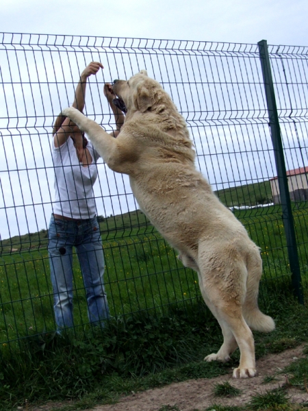 TIBET SALUDANDO
85 CMS A LA CRUZ,101 KG. DE MASTIN FUNCIONAL
Keywords: tibet