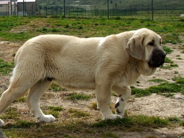 GERONIMO DE DUELOS Y QUEBRANTOS
CACHORRO DE CUATRO MESES
Keywords: dueloscachorros