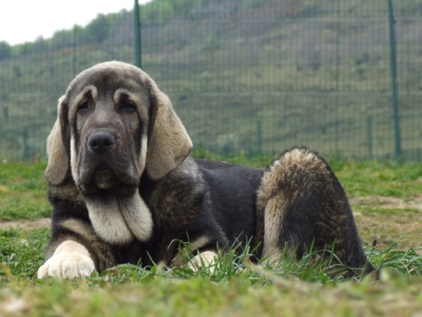 GIDEON DE DUELOS Y QUEBRANTOS
CACHORRO DE CUATRO MESES
Keywords: dueloscachorros