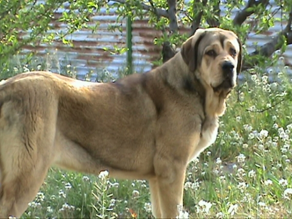 Diana de Buixonte - 8 meses 
(Surco de Fuentemimbre X  Candela de Buixonte)
Keywords: leonvera