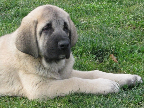 Domenico s Madridskogo Dvora 6 weeks (Iglesias Tornado Erben x Zhuzha Sinko Zemplina)
Puppies born in Russia
Keywords: Madridsky Dvor