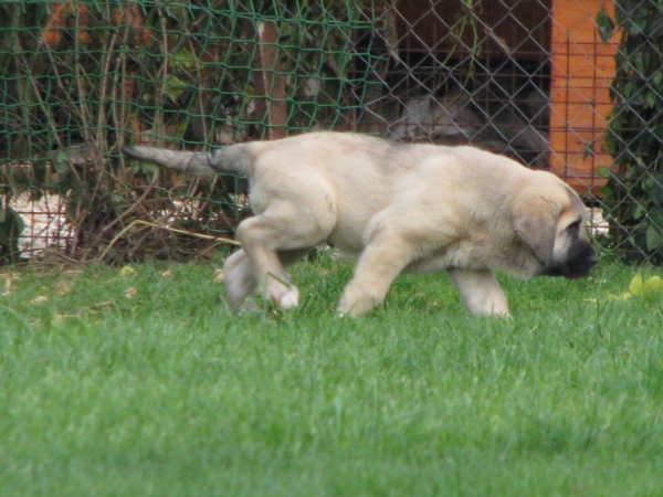 Domenico s Madridskogo Dvora 6 weeks (Iglesias Tornado Erben x Zhuzha Sinko Zemplina)
Puppies born in Russia
Keywords: cortedemadrid