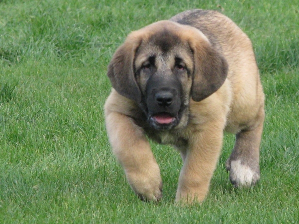 Donna s Madridskogo Dvora 6 weeks (Iglesias Tornado Erben x Zhuzha Sinko Zemplina)
Puppies born in Russia
Keywords: cortedemadrid