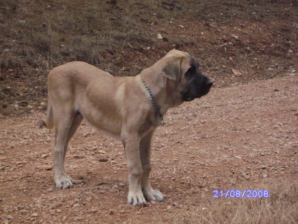 ATILA, 4 MESES Y MEDIO
