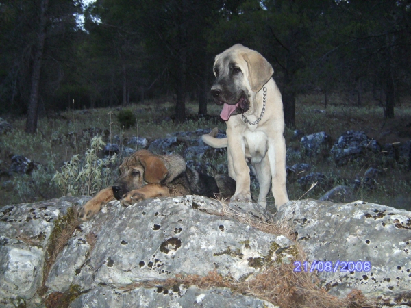 ATILA, LUNA Y CARRÁS CON 2, 3 Y 4 MESES
