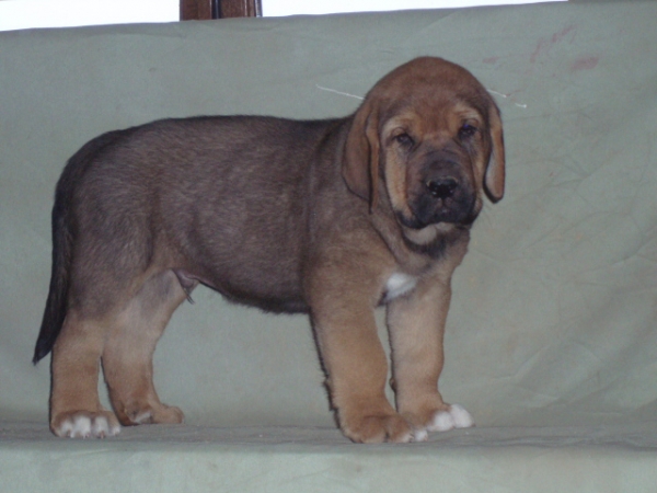 Ebro de Anaise
Keywords: anaise puppyspain puppy cachorro