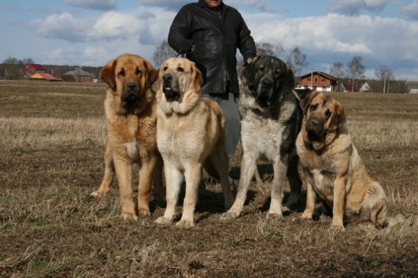 Dogs of El Corte de Madrid
Zhuzha, Iglesias, Sofie, Neron
Keywords: cortedemadrid Zhuzha Iglesias Sofie Neron