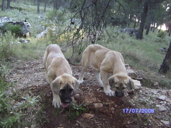 ATILA CON 3 MESES Y MEDIO Y LUNA CON 3 MESES
